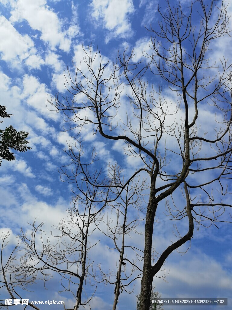 藍(lán)天枯枝景