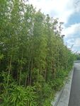 路邊蔥郁竹林景觀