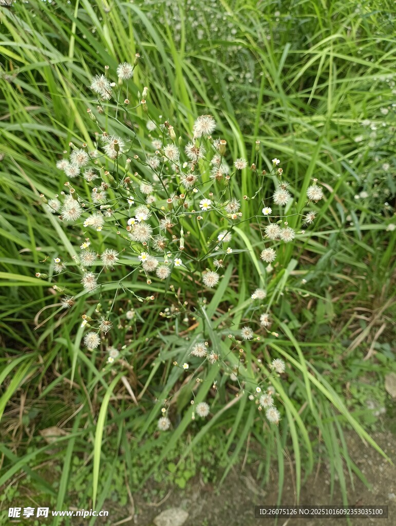 草叢中的白色小花