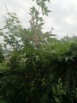 繁茂綠植自然清新景象