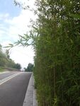 路邊翠綠竹林風(fēng)景