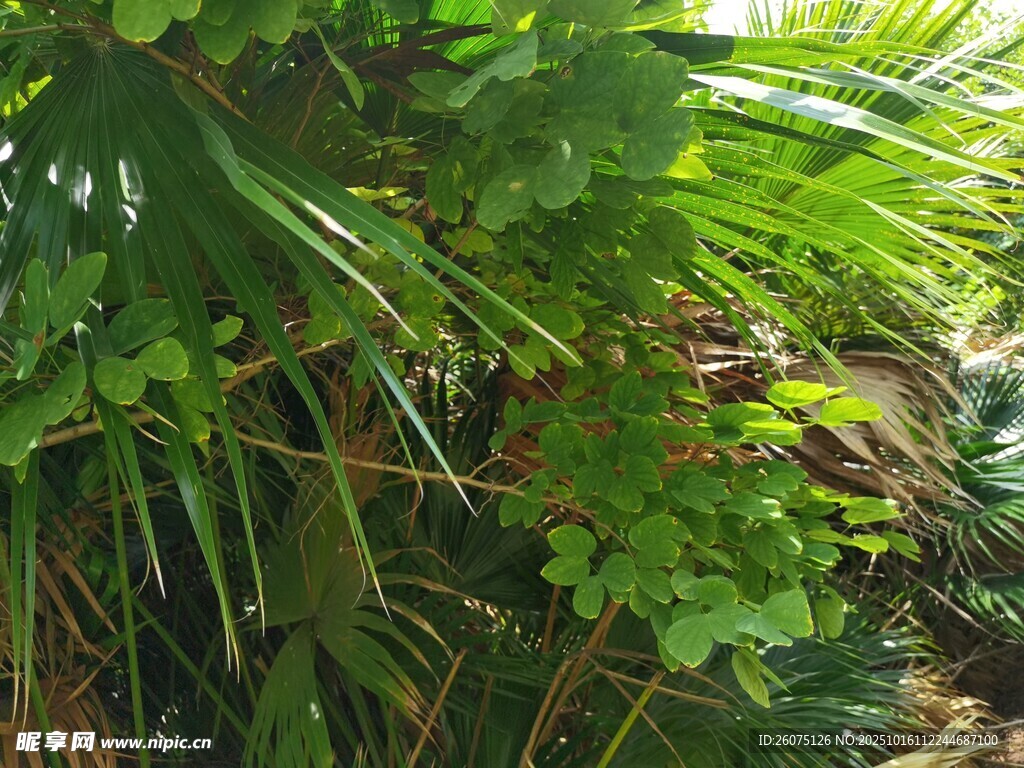 繁茂綠植展現(xiàn)自然生機(jī)