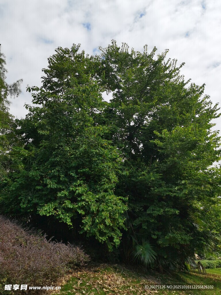郁郁蔥蔥的樹林景觀