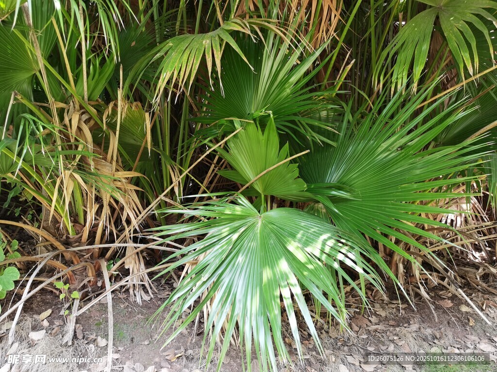 庭院中的多樣綠植