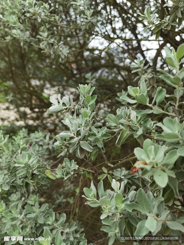 繁茂綠植景觀