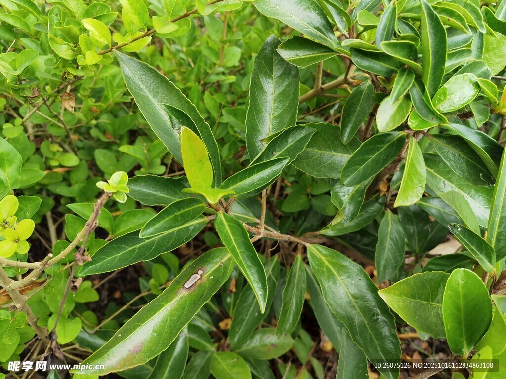 翠綠繁茂的灌木叢