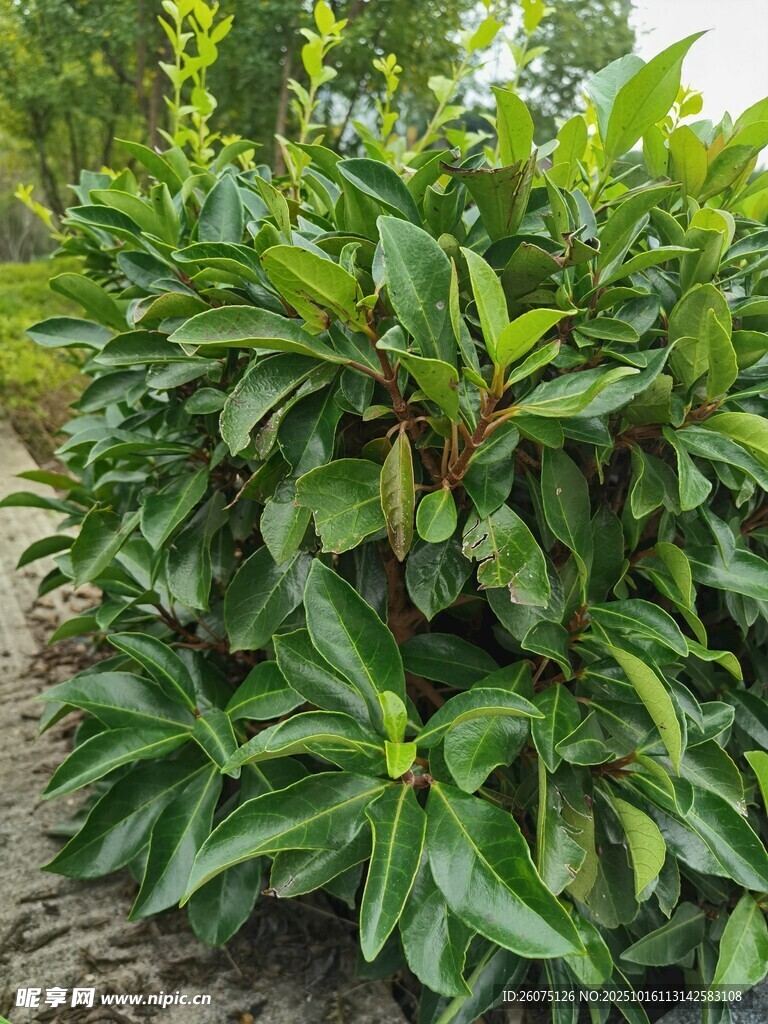 綠葉繁茂的植物景觀