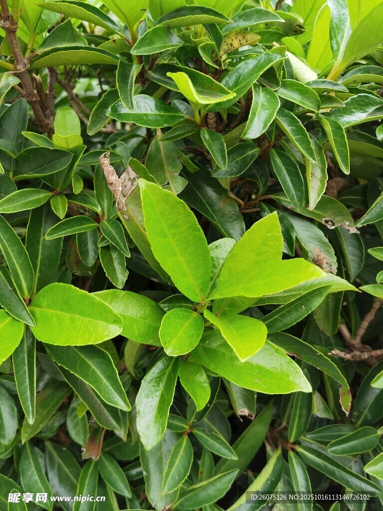 翠綠生機(jī)盎然的植物葉片