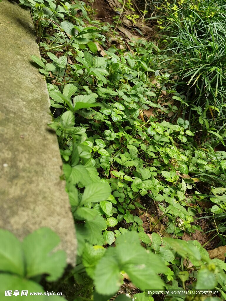 石旁翠綠植物生機(jī)盎然