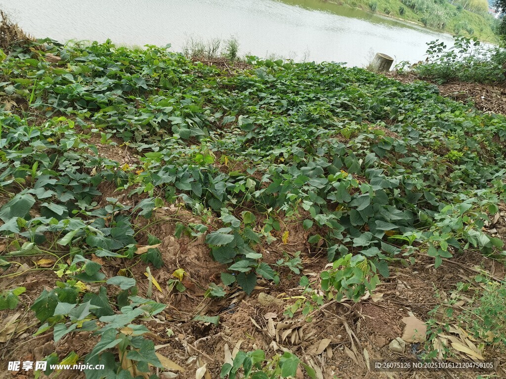 綠意盎然的農(nóng)田作物景觀