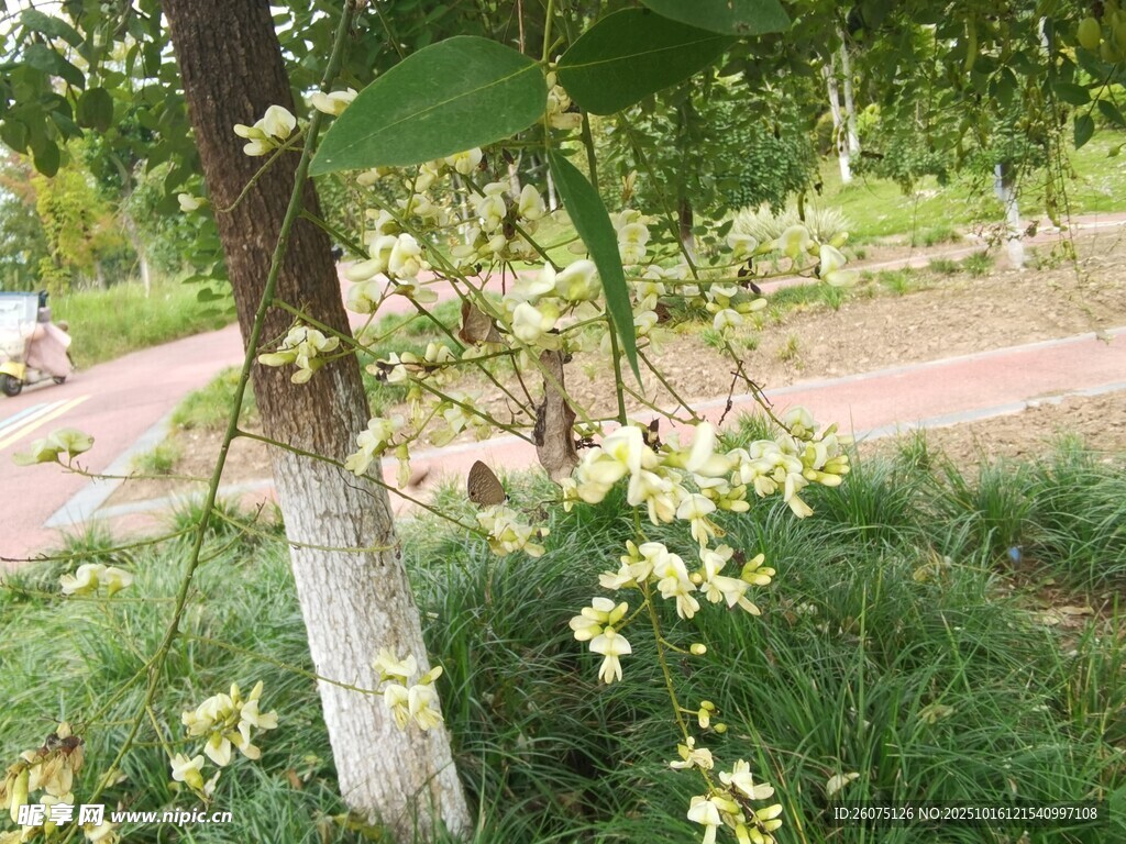 枝頭綻放的淡黃小花