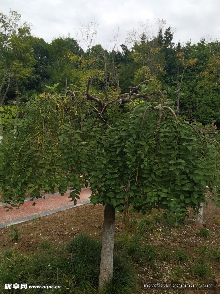 綠樹成蔭的戶外景象