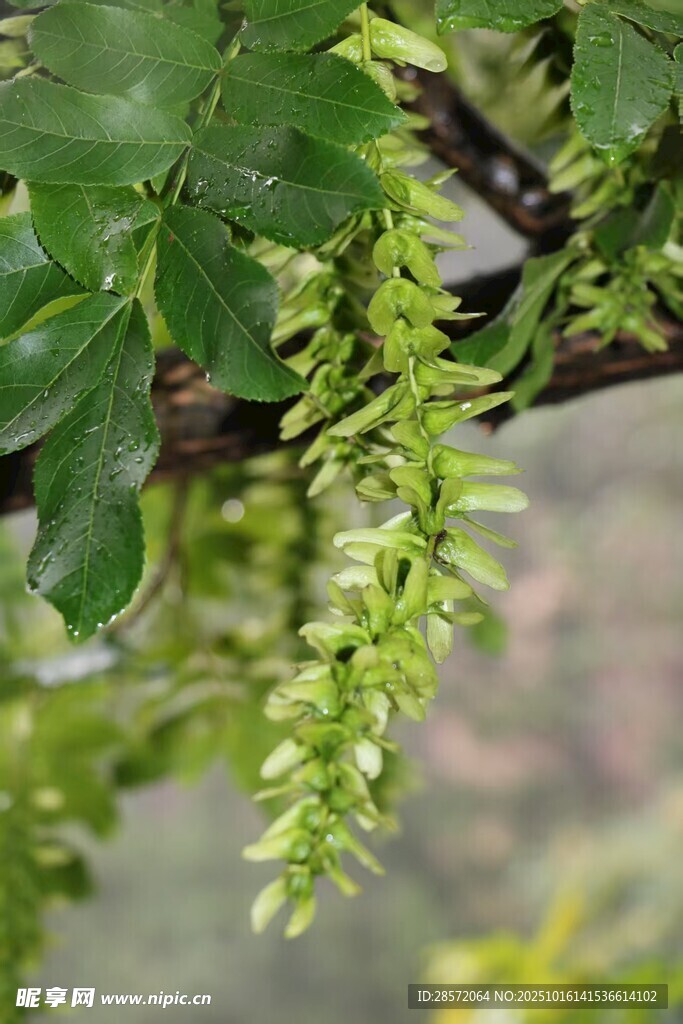 翠綠藤蔓植物特寫