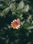 綠葉叢中的艷麗小花
