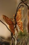 金色蝴蝶裝飾于枝蔓間