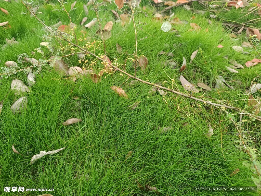 翠綠草地與零星枯葉