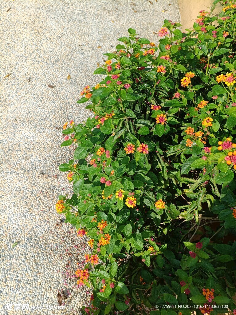 路邊綻放的多彩花卉