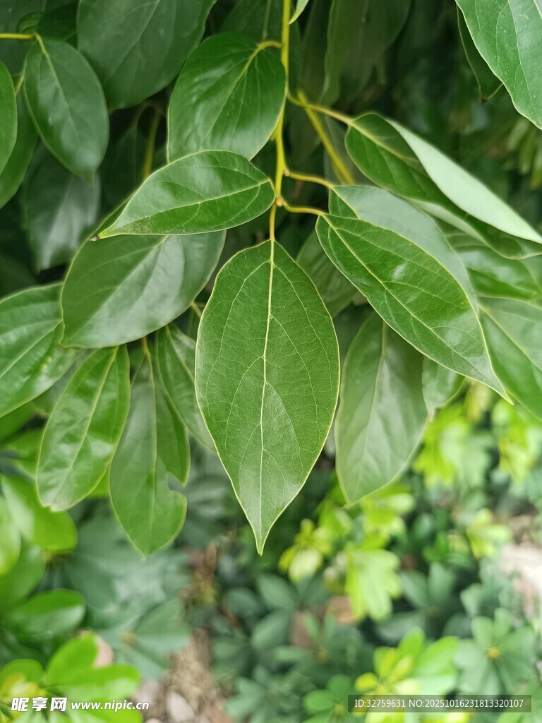 翠綠繁茂的樹葉特寫