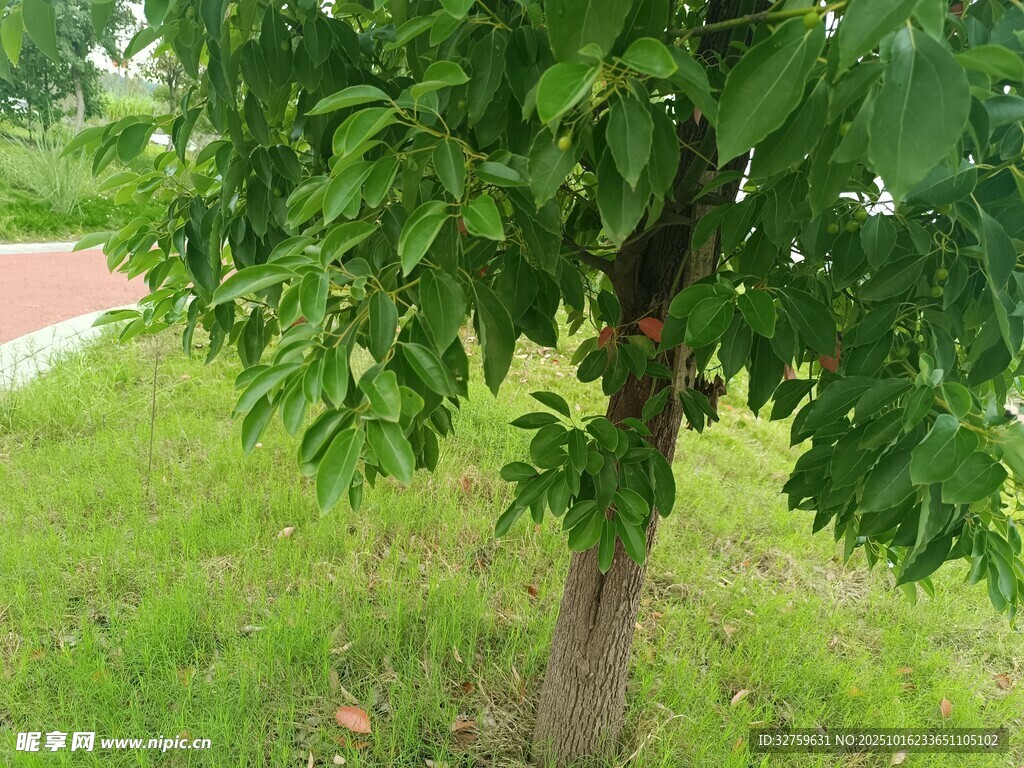 綠葉繁茂的單棵樹木