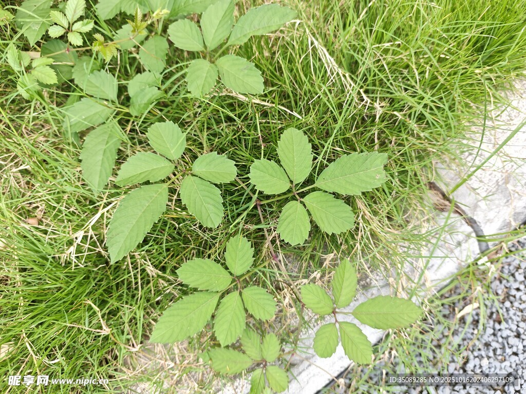 路邊生長(zhǎng)的三葉草植株