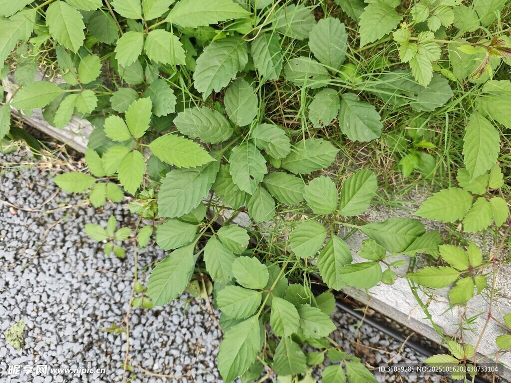 綠葉繁茂于碎石旁