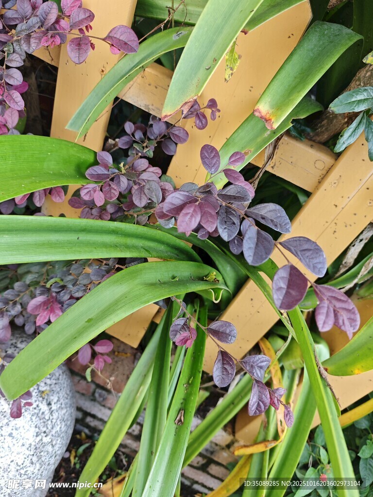 紫色蘭花與綠葉植物景觀