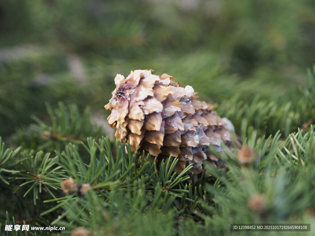草地上的松果