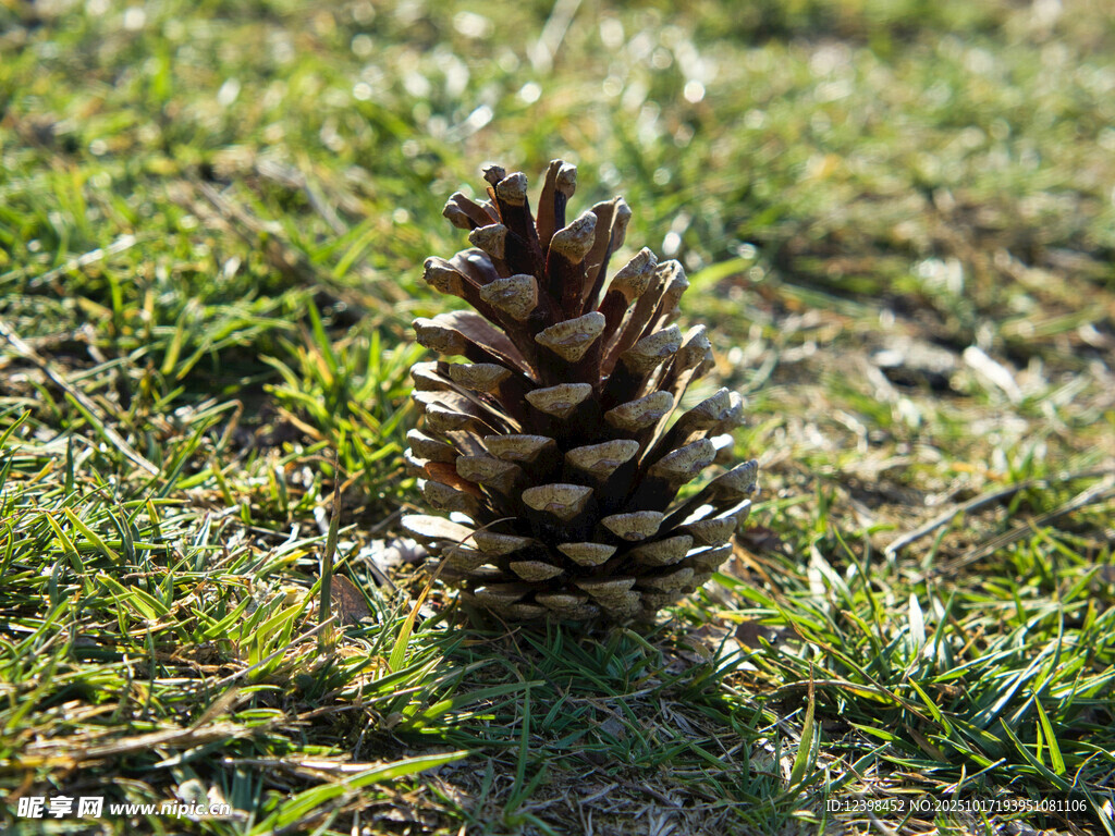 草地上的松果