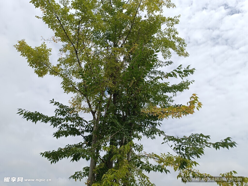 仰視視角下的蔥郁樹木