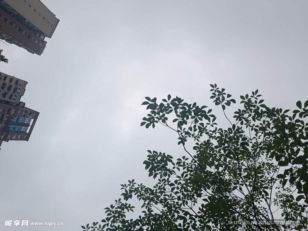仰視高樓與綠樹