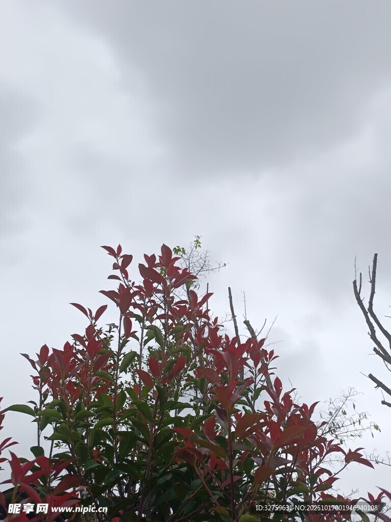 紅葉綠枝映襯灰蒙天空
