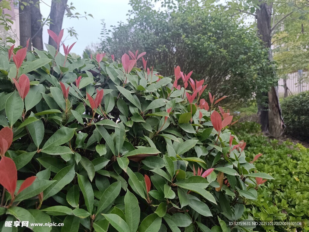 紅葉綠植景觀