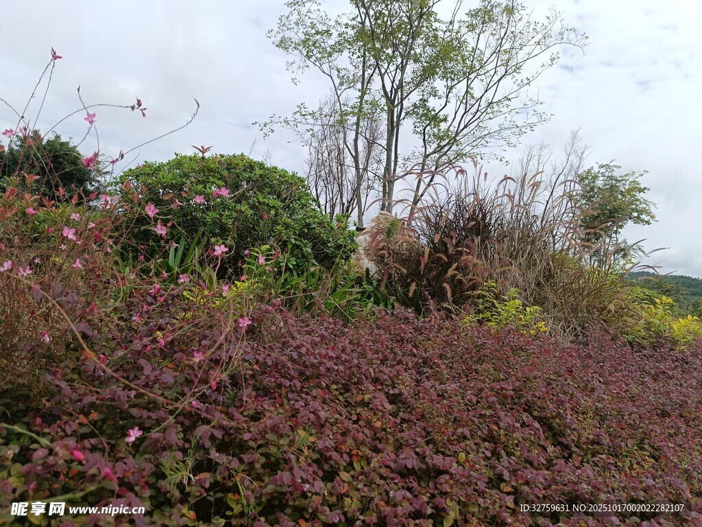 野外多彩植物景觀