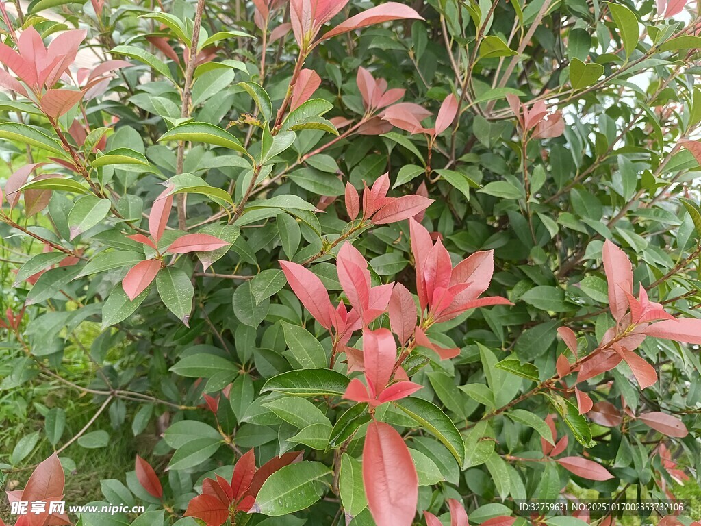 鮮艷紅葉植物景觀