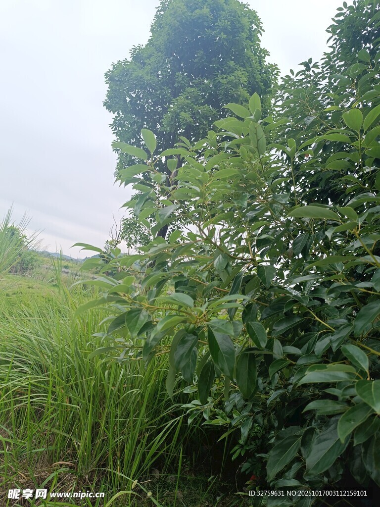 田野間蔥郁的植被景觀
