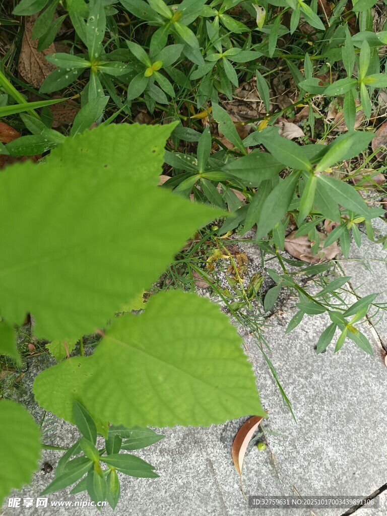 綠葉與草叢中的小景致