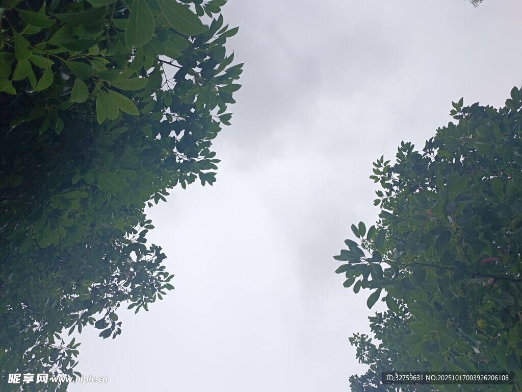 仰視茂密樹(shù)林中的天空