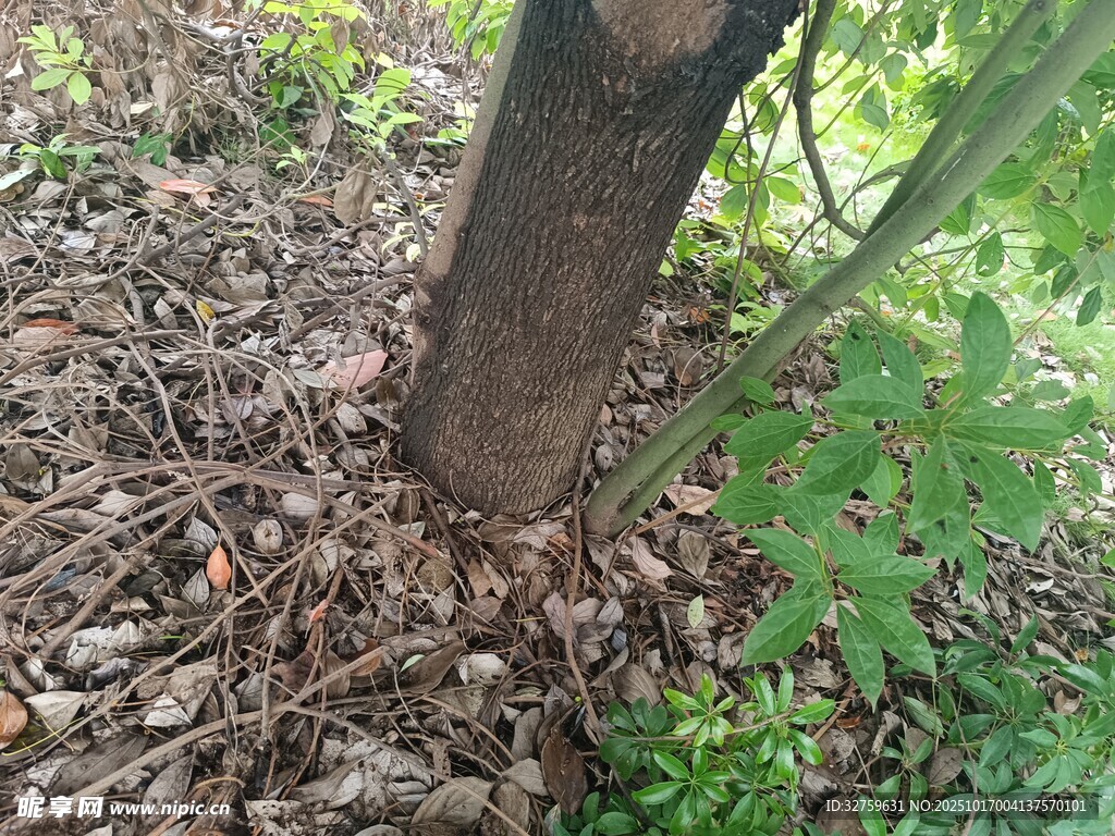 樹干旁的落葉與綠植