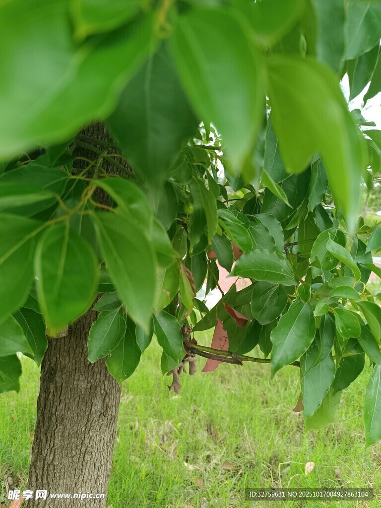 綠葉繁茂的樹干