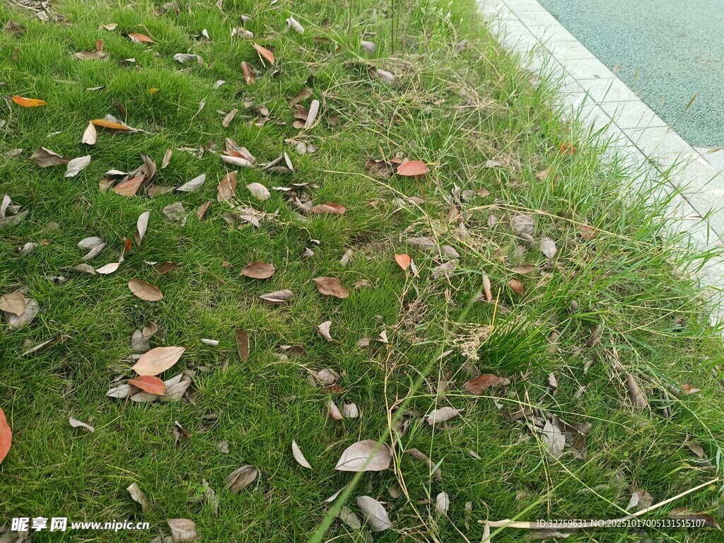 岸邊草地與散落枯葉