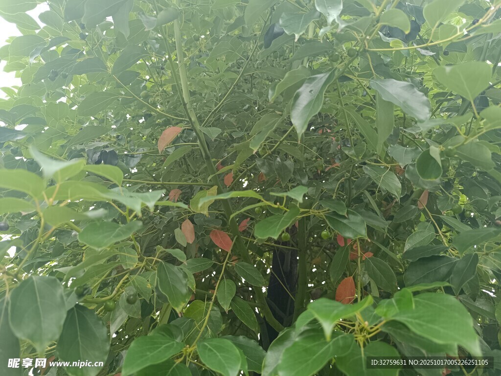 綠葉間的果實