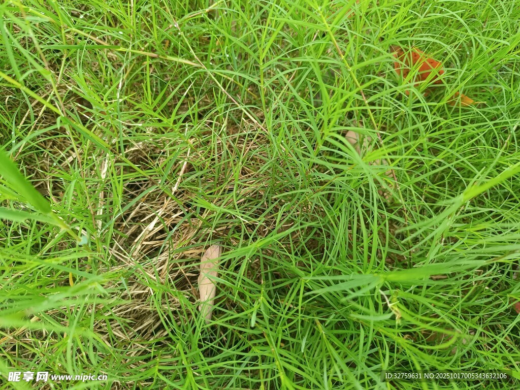 翠綠草地中的一抹秋色