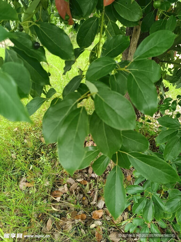 綠葉間的果實(shí)
