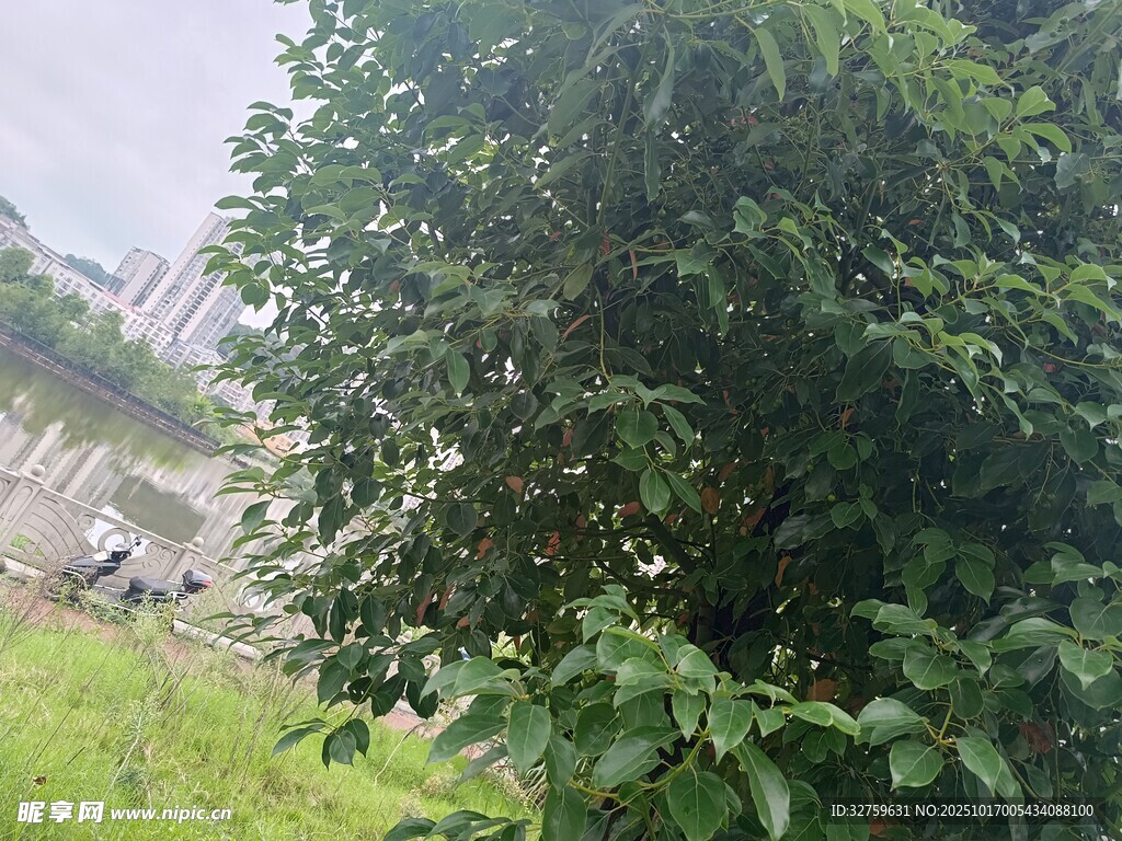 戶外綠植與遠處景象