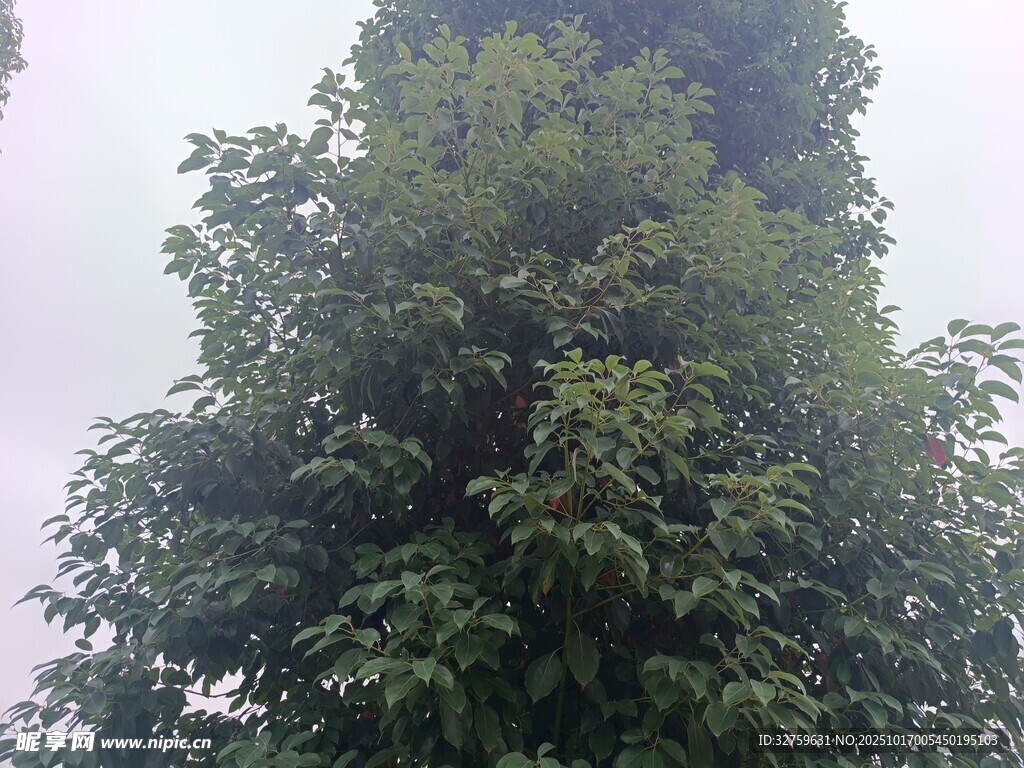 高大蔥郁的綠色樹(shù)木