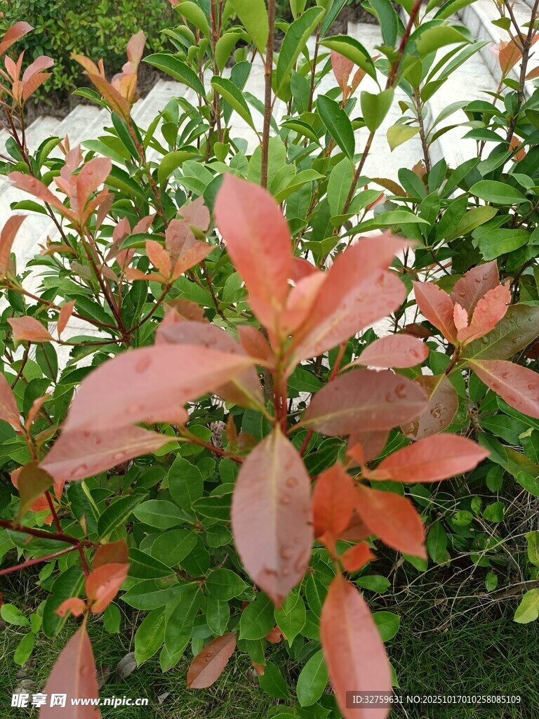 鮮艷紅葉植物特寫