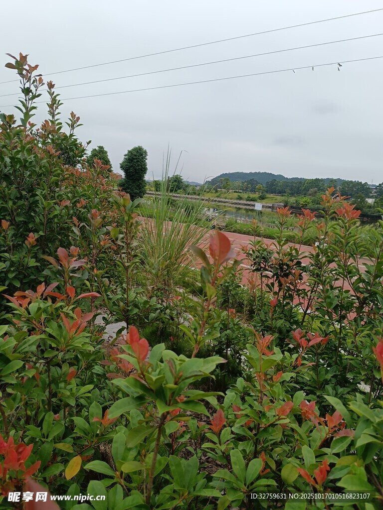 田園多彩植物景觀