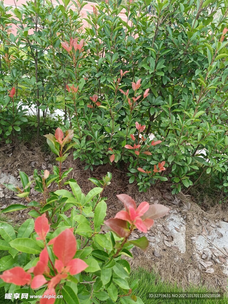 鮮艷花叢中的美麗景致