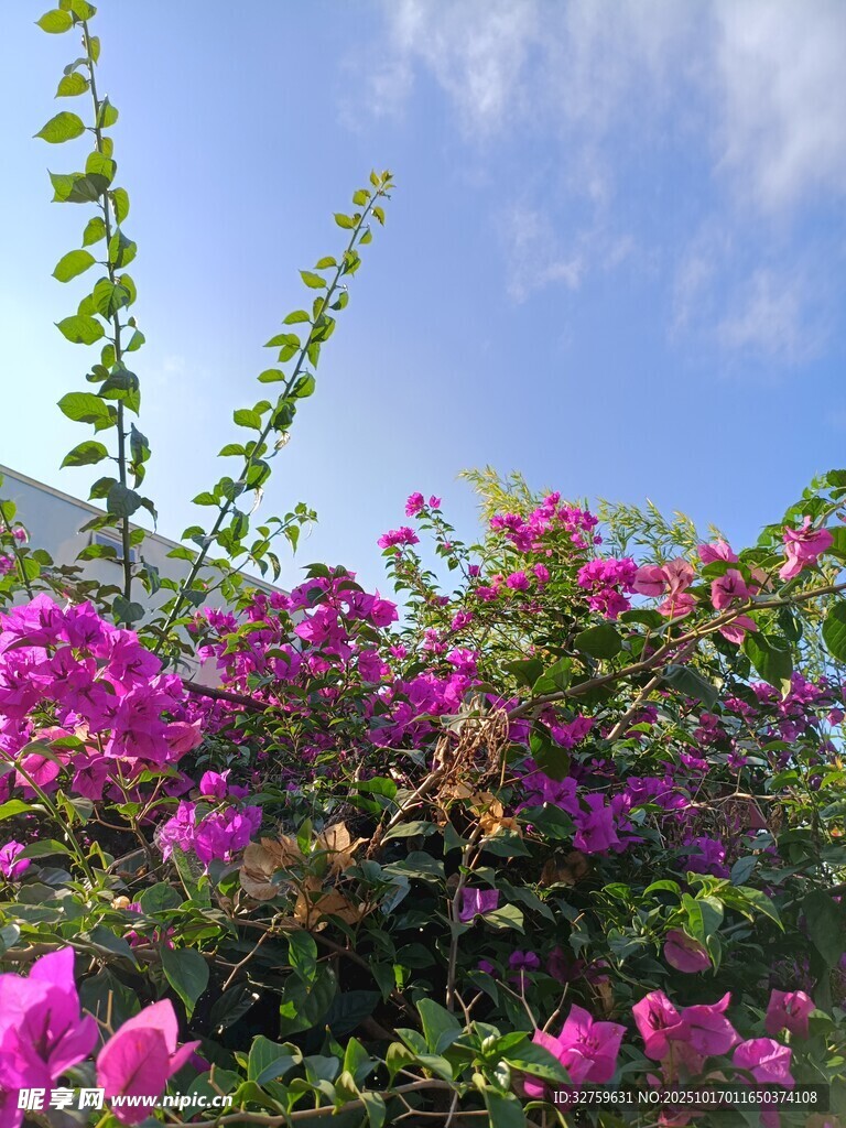 藍天映襯下的艷麗三角梅