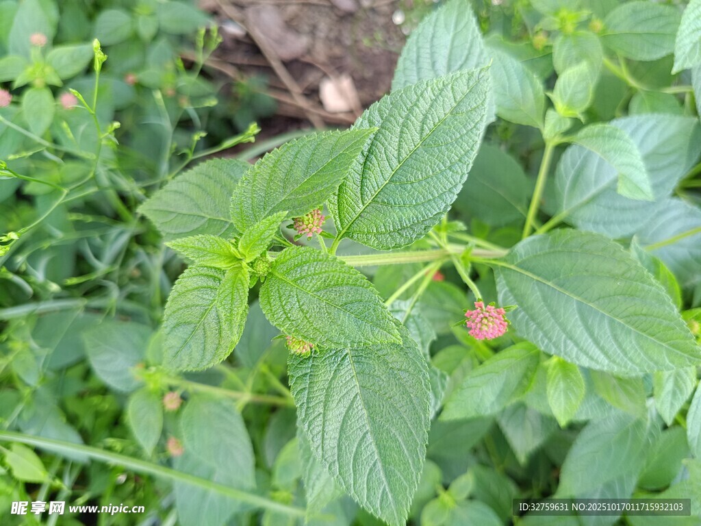 綠葉繁茂的綠色植物